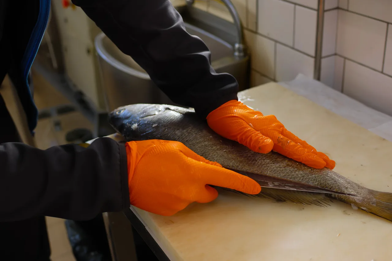 Le poissonnier Vent du Large maintient une daurade sur la planche de découpe au laboratoire du Croisic, prêt à lever les filets